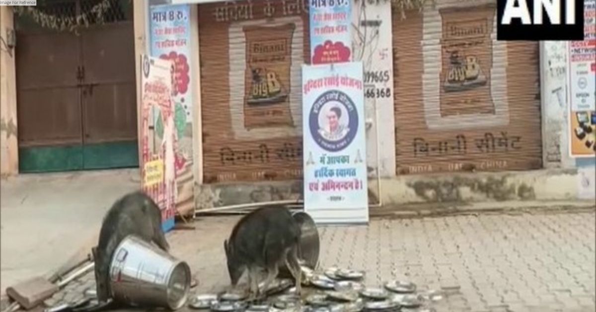 Rajasthan: BJP demands probe after video of pigs licking utensils at govt-run food centre went viral
